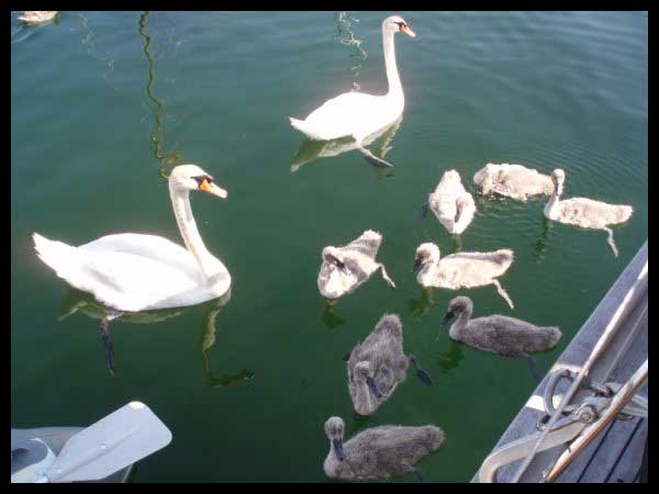 Kristiansandin joutsenperhe